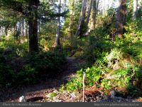 photo-Ocean-West-Trail-64-2009-01-19-62-Ucluelet-B.C.