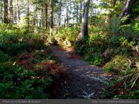 photo-Ocean-West-Trail-65-2009-01-19-63-Ucluelet-B.C.