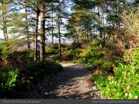photo-Ocean-West-Trail-69-2009-01-19-76-Ucluelet-B.C.
