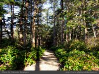 photo-Ocean-West-Trail-71-2009-01-19-78-Ucluelet-B.C.