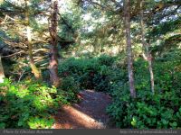 photo-Ocean-West-Trail-73-2009-01-19-80-Ucluelet-B.C.