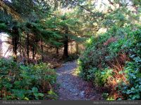photo-Ocean-West-Trail-74-2009-01-19-81-Ucluelet-B.C.