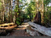 photo-Ocean-West-Trail-79-2009-01-19-88-Ucluelet-B.C.