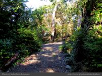 photo-Ocean-West-Trail-80-2009-01-19-92-Ucluelet-B.C.