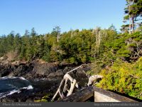 photo-Ocean-West-Trail-88-2009-01-19-97-Ucluelet-B.C.