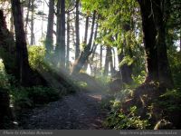 photo-Ocean-West-Trail-90-2009-01-15-56-Ucluelet-B.C.