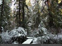 photo-Rain-Forest-Trail-B-21-2008-12-22-68-Ucluelet-B.C.