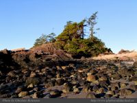 photo-SMALL-BEACH-51-2009-01-02-181-View-on-the-Trail-to-Small-Beach-Ucluelet