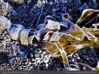 photo-SMALL-BEACH-57-2009-01-02-259-FROSTED-Sea-weeds-on-Small-Beach-Ucluelet