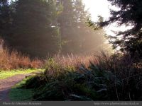 photo-SMALL-BEACH-68-2009-01-08-331-Trail-coming-back-from-Small-Beach