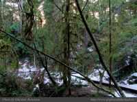 photo-Schooner-Cove-03-2009-01-02-314-Trail-to-Schooner-Beach