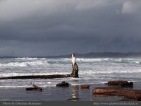 photo-Wickaninnish-Beach-09-2008-12-28-26-Standing-Log-at-Wickaninnish-Beach
