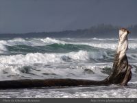 photo-Wickaninnish-Beach-11-2008-12-28-33-Standing-Log-at-Wickaninnish-Beach