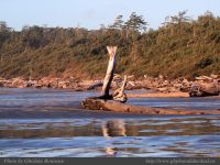 photo-Wickaninnish-Beach-14-2009-01-08-389-Standing-Log-at-Wickaninnish-Beach