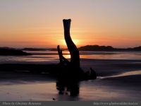 photo-Wickaninnish-Beach-91-2009-01-08-456-Standing-Log-at-Sunset-on-Wickaninnish-Beach