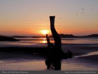 photo-Wickaninnish-Beach-94-2009-01-08-460-Standing-Log-at-Sunset-on-Wickaninnish-Beach