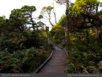 photo-Wickaninnish-Bog-Trail-06-2009-01-14-12-UCLUELET-B.C.