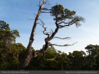 photo-Wickaninnish-Bog-Trail-09-2009-01-14-15-UCLUELET-B.C.