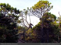 photo-Wickaninnish-Bog-Trail-10-2009-01-14-16-UCLUELET-B.C.
