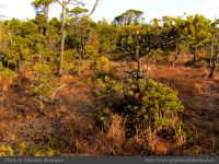 photo-Wickaninnish-Bog-Trail-20-2009-01-14-26-UCLUELET-B.C.