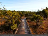 photo-Wickaninnish-Bog-Trail-21-2009-01-14-27-UCLUELET-B.C.