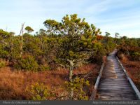 photo-Wickaninnish-Bog-Trail-24-2009-01-14-34-UCLUELET-B.C.