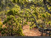 photo-Wickaninnish-Bog-Trail-27-2009-01-14-37-UCLUELET-B.C.