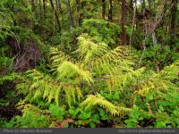 photo-Wickaninnish-Bog-Trail-33-2009-01-14-44-UCLUELET-B.C.