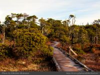 photo-Wickaninnish-Bog-Trail-35-2009-01-14-46-UCLUELET-B.C.