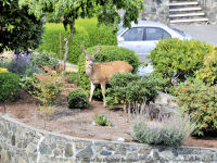 photo-animals-108-Deers-in-Victoria-B.C.-2011-08-09