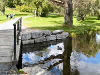 photo-animals-20-ducks-2004-10-03-DOW'S-PARK-OTTAWA-ONTARIO
