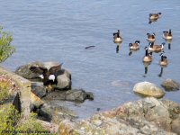 photo-animals-51-eagle-geese-2007-06-27-BALD-EAGLE-VICTORIA-B.C