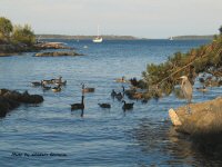 photo-animals-55-heron-geese-2007-07-13-VICTORIA-B.C