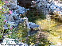 photo-animals-56-heron-2007-07-13-NEAR-MY-PLACE-VICTORIA-B.C