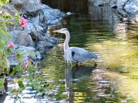 photo-animals-57-heron-2007-07-13-VICTORIA-B.C