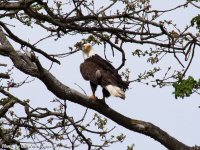 photo-animals-65-eagle-2008-05-16-VICTORIA-B.C