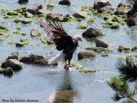 photo-animals-66-eagle-2008-05-18-BATHING-VICTORIA-B.C