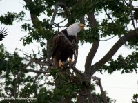 photo-animals-71-eagle-2008-06-06-BALD-EAGLE-VICTORIA-B.C