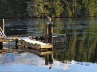 photo-animals-77-heron-2008-12-25-BY-BAY-ST-UCLUELET-B.C