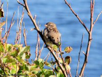 photo-animals-91-bird-2009-09-11-SMALL-BIRD-VICTORIA-B.C