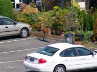 photo-animals-99-Deers-in-Victoria-B.C.-2010-08-11