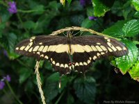 photo-butterfly-garden-11-2010-06-21-VICTORIA-B.C