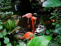 photo-butterfly-garden-25-2010-06-17-PINK-FLAMINGOS-VICTORIA-B.C