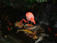 photo-butterfly-garden-33-2010-06-21-PINK-FLAMINGO-VICTORIA-B.C