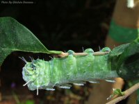 photo-butterfly-garden-60-2010-06-25-CATERPILLAR-VICTORIA-B.C