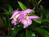 photo-butterfly-garden-68-2010-06-30-FLOWER-VICTORIA-B.C
