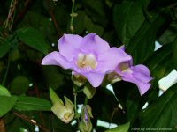 photo-butterfly-garden-76-2010-07-02-FLOWER-VICTORIA-B.C