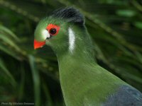 photo-butterfly-garden-81-2010-07-02-EXOTIC-BIRD-VICTORIA-B.C