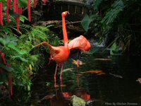 photo-butterfly-garden-85-2010-07-02-PINK-FLAMINGOS-VICTORIA.B.C