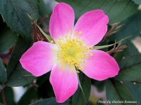 photo-flower-10-2004-06-13-Rose Carmenetta-EXPERIMENTAL-FARM
